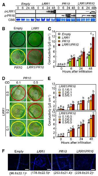 Transient expression of LRR1, PR10, and LRR1/PR10 in pepper leaves.