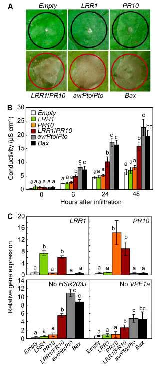 Transient expression of LRR1, PR10, LRR1/PR10, avrPto/Pto, and Bax in N. benthamiana leaves.