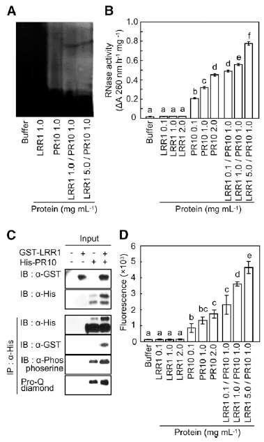 Synergistic effect of LRR1 on RNase activity and phosphorylation of PR10.
