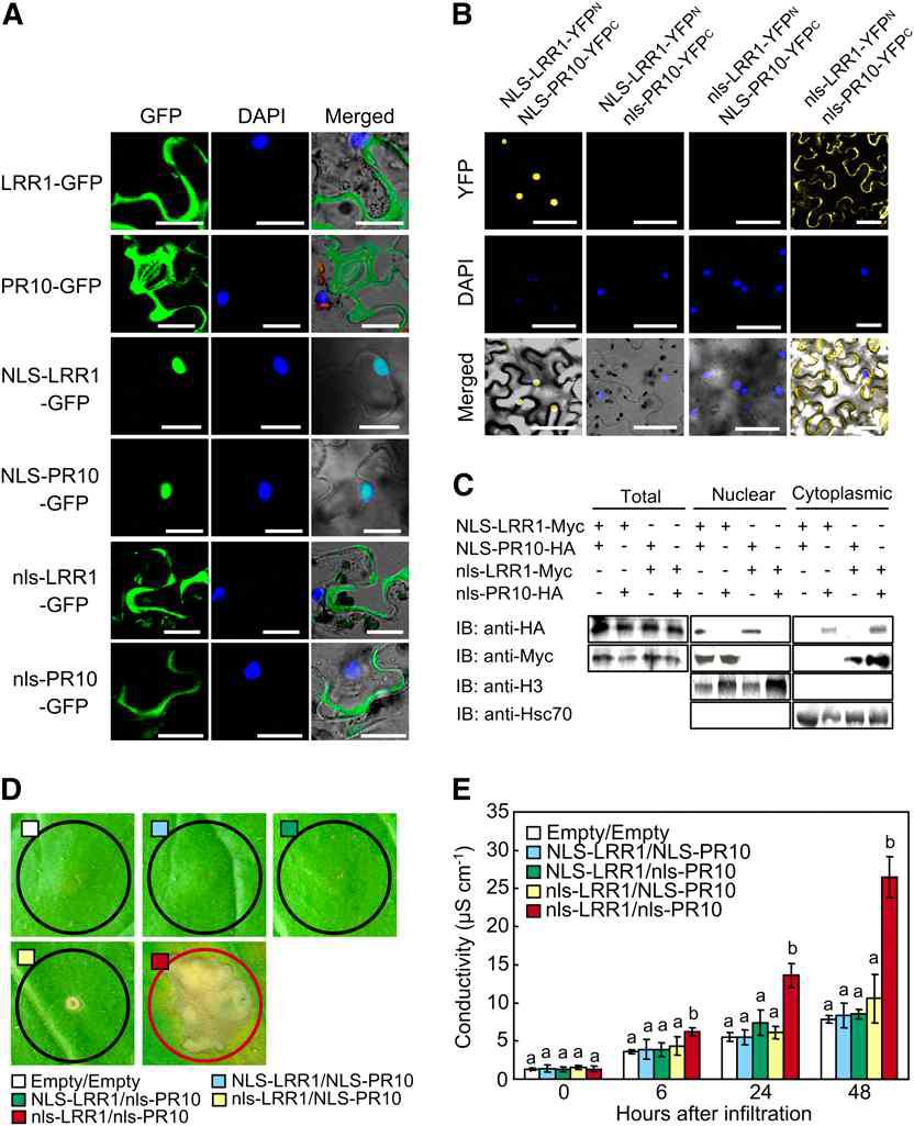 Cytoplasmic localization of the LRR1/PR10 complex is essential for cell death induction.