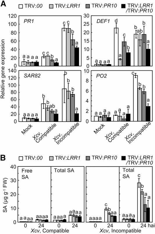 Silencing of LRR1/PR10 compromises defense gene expression and SA accumulation in pepper leaves infected by Xcv.