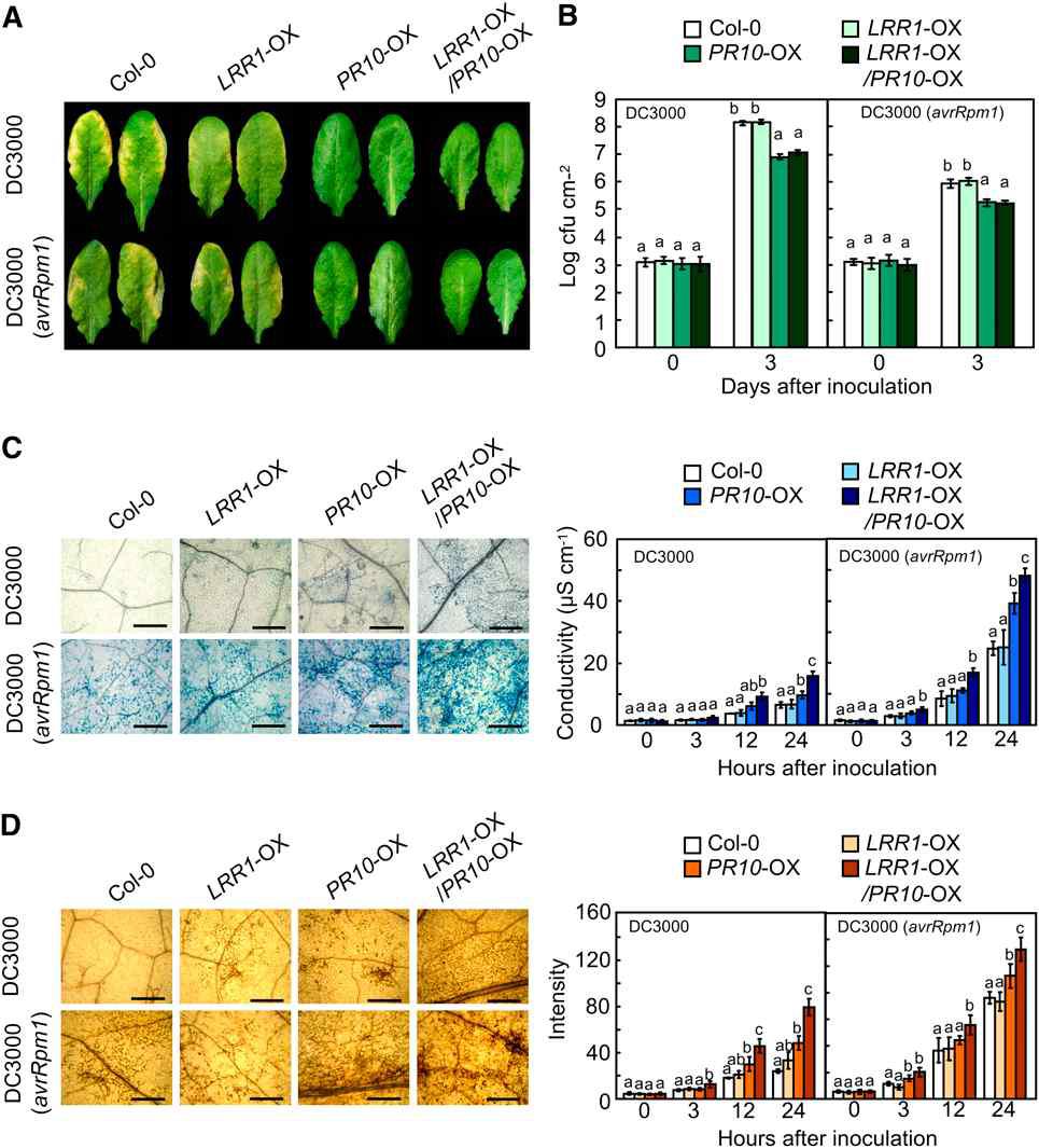 Enhanced resistance of PR10- and LRR1/PR10-OX transgenic Arabidopsis plants to Pst infection.