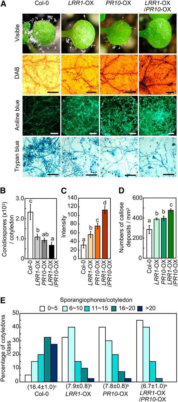 Enhanced resistance of LRR1-, PR10-, and LRR1/PR10-OX transgenic Arabidopsis plants to H. arabidopsidis infection.