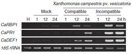 RT-PCR analysis of the expression of CaRBP1, CaPR1 and CaDEF1 in pepper leaves infected with the virulent (compatible) Ds1 strain and the avirulent (incompatible) Bv5-4a strain of Xanthomonas campestris pv. vesicatoria (107 cfu ml-1).