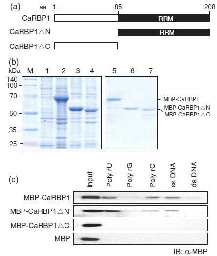 RNA- and DNA-binding activity of CaRBP1.
