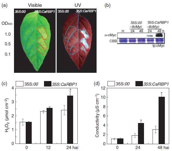 Induction of cell death in pepper leaves by Agrobacterium-mediated transient expression of CaRBP1.