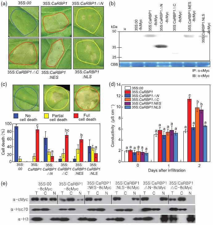 CaRBP1-induced cell death is dependent on the CaRBP1 N-terminal region and cytoplasmic localization.