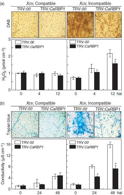 Reduction of early defense responses in CaRBP1-silenced pepper leaves infected with the Xcv avirulent strain.