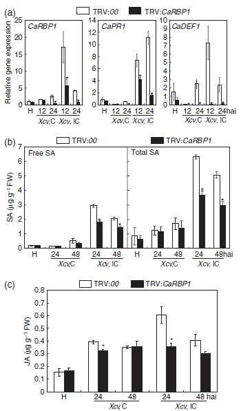 Altered regulation of defense-related gene expression and signaling hormones in CaRBP1-silenced plants.