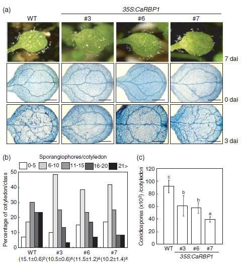 Enhanced resistance of CaRBP1 over-expressing Arabidopsis plants to infection with Hyaloperonospora (Hpa) isolate Noco2.