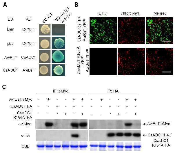 Interactions of CaADC1 with AvrBsT. A, Yeast two-hybrid assay of CaADC1 and AvrBsT.