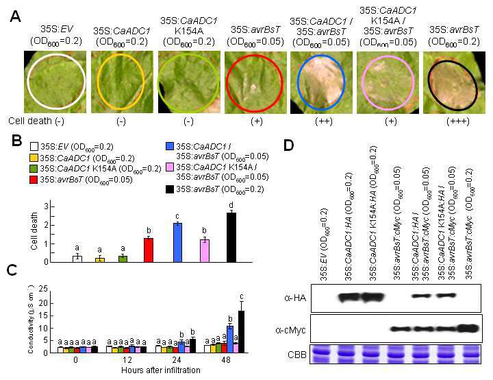 Transient expression of CaADC1 promotes AvrBsT-triggered cell death.