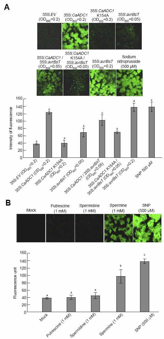 Quantification of the nitric oxide (NO) burst in Nicotiana benthamiana leaves 24 h after infiltration with either polyamines or Agrobacterium harboring the indicated constructs.
