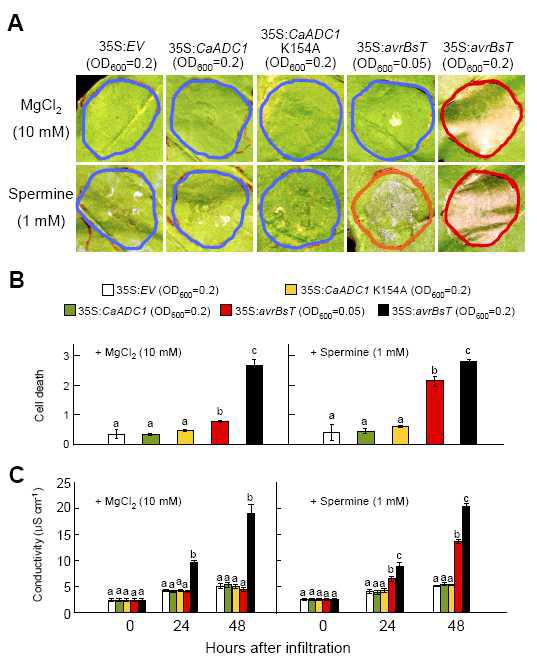 Spermine promotes AvrBsT-triggered cell death.