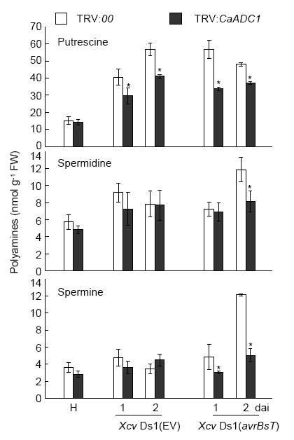 Levels of putrescine, spermidine, and spermine in leaves of empty vector control (TRV:00) and CaADC1-silenced (TRV: CaADC1) pepper plants infected with virulent Ds1 (EV) and avirulent Ds1 (avrBsT) strains of Xanthomonas campestris pv. vesicatoria (Xcv) (107 cfu mL-1). Data are means ± standard deviations from three independent experiments. Asterisks indicate statistically significant differences (Student’s t-test; P < 0.05).