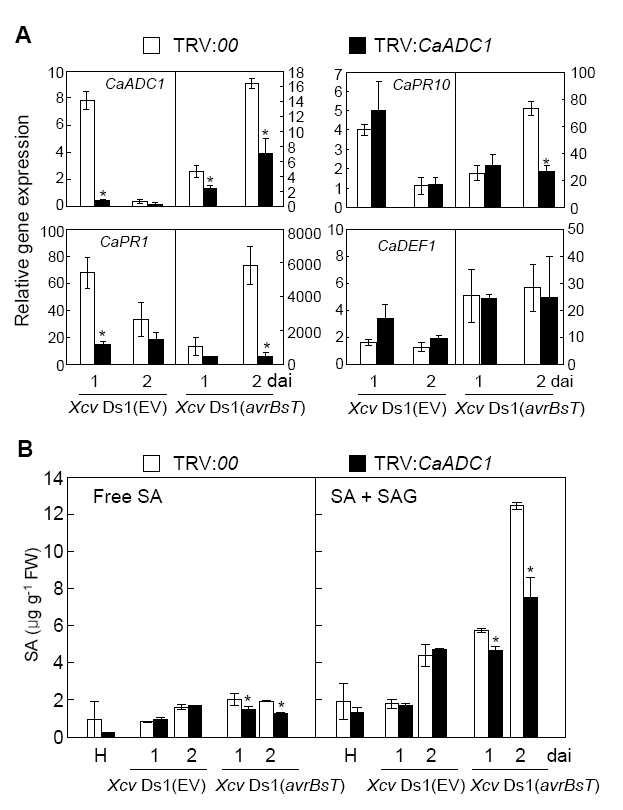 CaADC1 silencing compromises SA-dependent defense gene expression and SA accumulation in pepper leaves infected with Xanthomonas campestris pv. vesicatoria (Xcv).