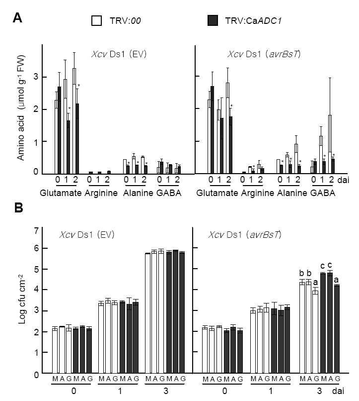 γ-Aminobutyric acid (GABA) suppresses Xanthomonas campestris pv. vesicatoria (Xcv) growth in pepper leaves.