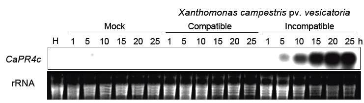 RNA gel blot analyses of CaPR4c gene expression in pepper leaves infected with virulent (compatible) Ds1 or avirulent Ds1(avrBsT) (incompatible) Xanthomonas campestris pv. vesicatoria strains.