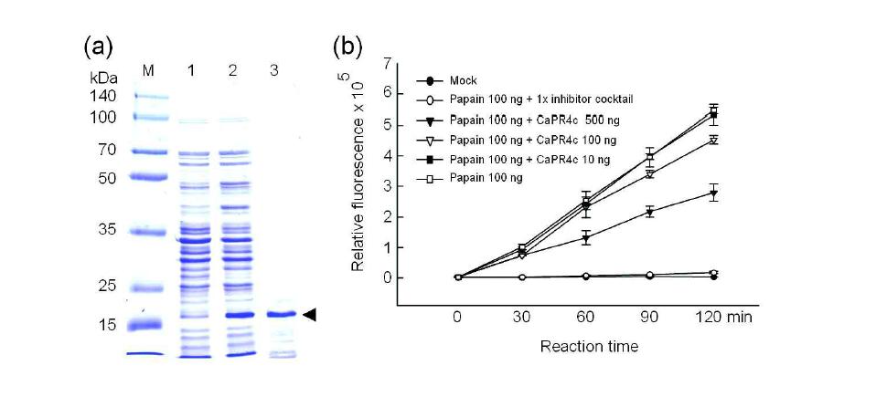 CaPR4c has cysteine protease inhibitor activity.