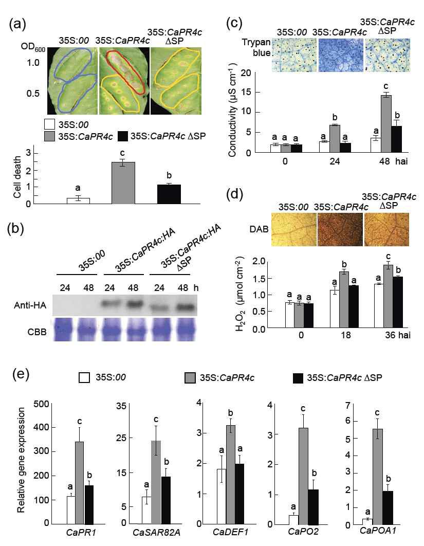 Agrobacterium- mediated transient expression of CaPR4c and CaPR4c ΔSP in pepper leaves.