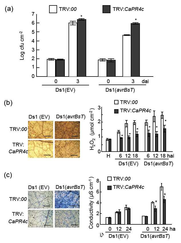 Enhanced susceptibility of CaPR4c -silenced pepper plants to Xanthomonas campestris pv. vesicatoria (Xcv) infection.