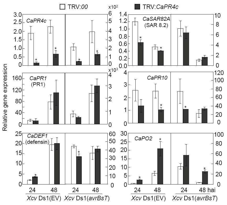Real-time RT-PCR analyses of expression of CaPR4c and defense response genes in empty vector control (TRV:00) and CaPR4c-silenced (TRV:CaPR4c) pepper leaves infected with Xanthomonas campestris pv. vesicatoria (Xcv). CaPR4c, protease inhibitor; CaPR1, pathogenesis-related protein 1; CaDEF1, defensin; CaSAR82A, SAR 8.2; CaPR10, PR-10; CaPO2, peroxidase 2. Capsicum annuum18S RNA was used as an internal control gene.