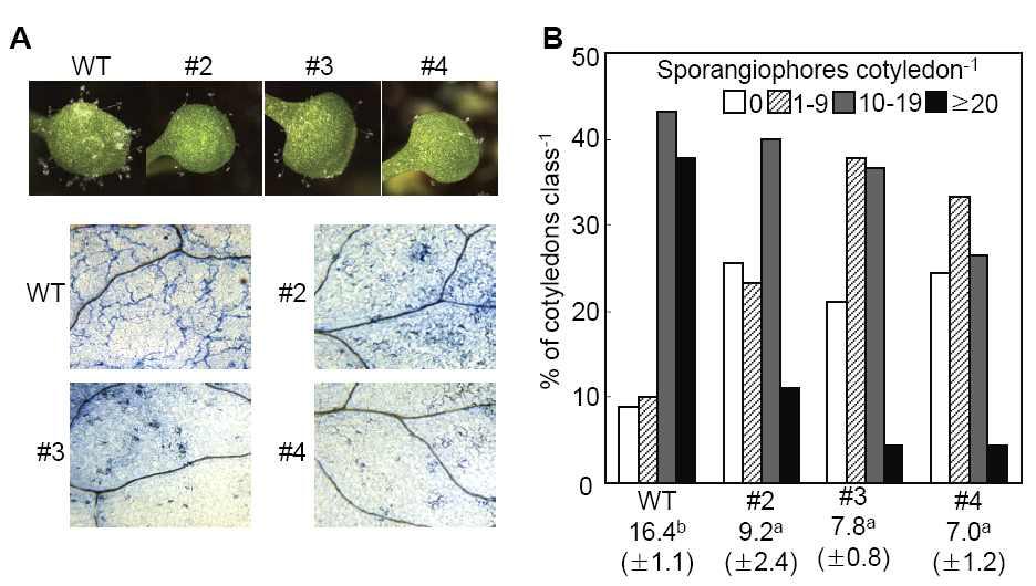 Enhanced resistance of CaPR4c-OX transgenic Arabidopsis to Hyaloperonospora arabidopsidis Noco2 infection.