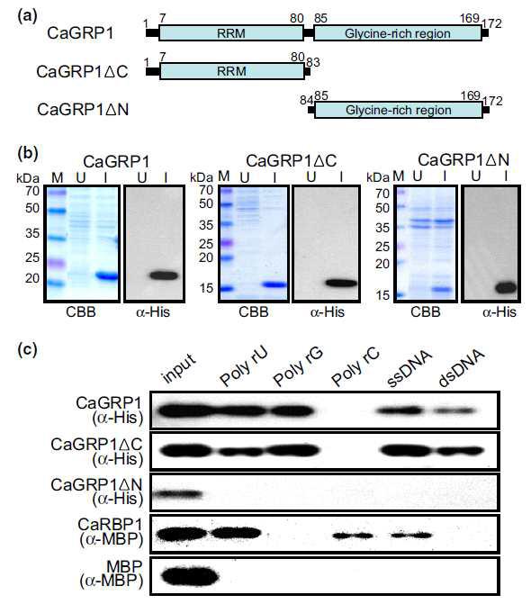 Capsicum annuum GLYCINE-RICH RNA-BINDING PROTEIN1 (CaGRP1) has both RNA- and DNA-binding activities in vitro.