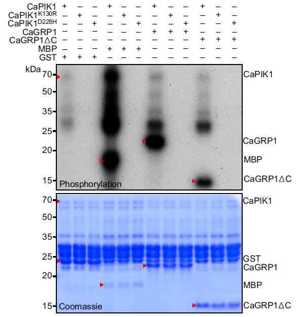 CaGRP1 is phosphorylated by CaPIK1 in vitro.