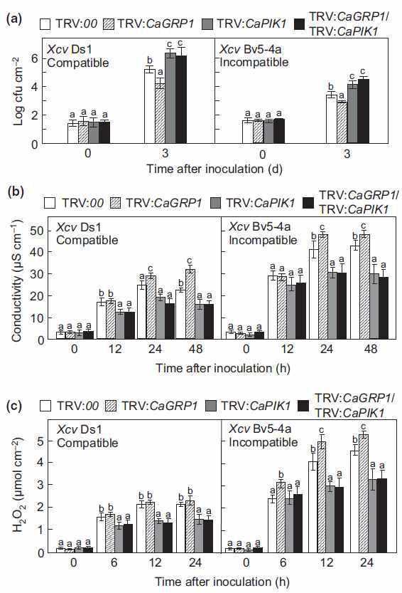 Enhanced resistance of CaGRP1-silenced pepper plants to Xanthomonas campestris pv. vesicatoria infection.