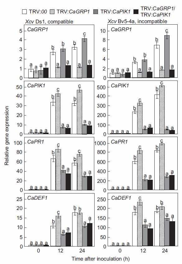 Quantitative real-time RT-PCR analysis of the expression of CaGRP1, CaPIK1 and defense-related genes in empty-vector control, and CaGRP1-, CaPIK1- and CaGRP1/CaPIK1-silenced pepper plants infected with virulent strain Ds1 (compatible) and avirulent strain Bv5-4a (incompatible) of Xanthomonas campestris pv vesicatoria.