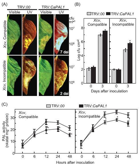 Increased susceptibility of CaPAL1-silenced pepper plants to infection by Xcv.