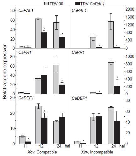 Real-time RT-PCR analysis of CaPAL1 expression and defence related genes in empty-vector control and CaPAL1-silenced leaves infected with Xcv. H, healthy leaves; hai, hours after infection; CaPR1, pathogenesisrelated protein; CaDEF1, defensin.