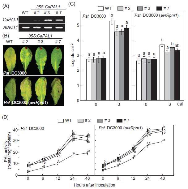 Increased resistance of CaPAL1-OX Arabidopsis plants to Pst DC3000 and DC3000 (avrRpm1) infection.