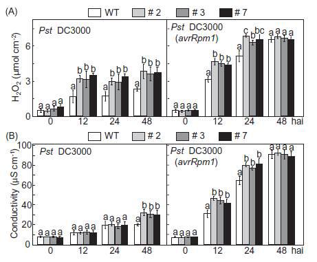 Increased ROS burst and cell death in leaves of CaPAL1-OX transgenic Arabidopsis plants infected with Pst DC3000 and DC3000 (avrRpm1).