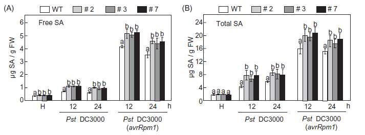 Levels of free (A) and total (B) SA in WT and CaPAL1-OX Arabidopsis plants infected with virulent Pst DC3000 and avirulent Pst DC3000 (avrRPM1) strains (107 cfu ml–1).