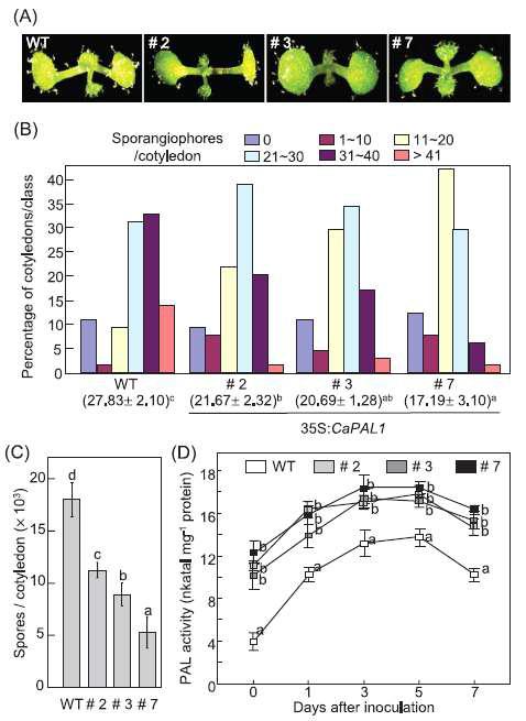 Increased resistance of Arabidopsis CaPAL1-OX plants to Hpa infection.