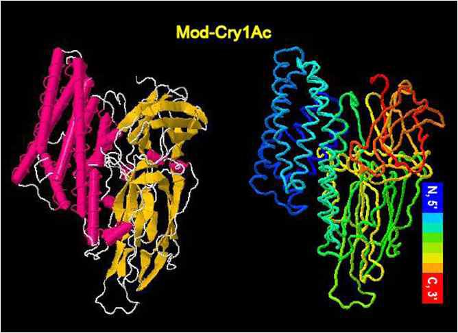 Amino acid sequence (upper) and predicted 3D structure (down) of Bt Mod-cry1Ac protein