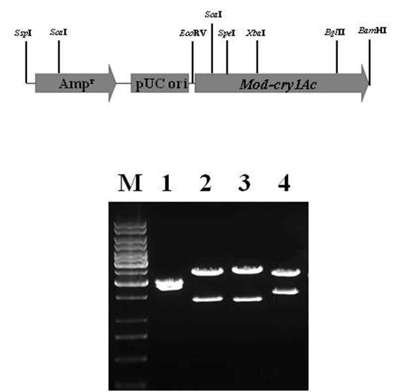 Verification of pBt91 vector haboring Mod-cry1Ac gene