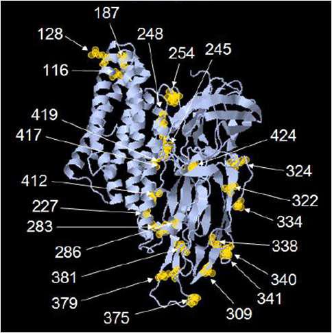 3D structure and amino acid residue for mutagenesis of Bt Mod-Cry1Ac protein