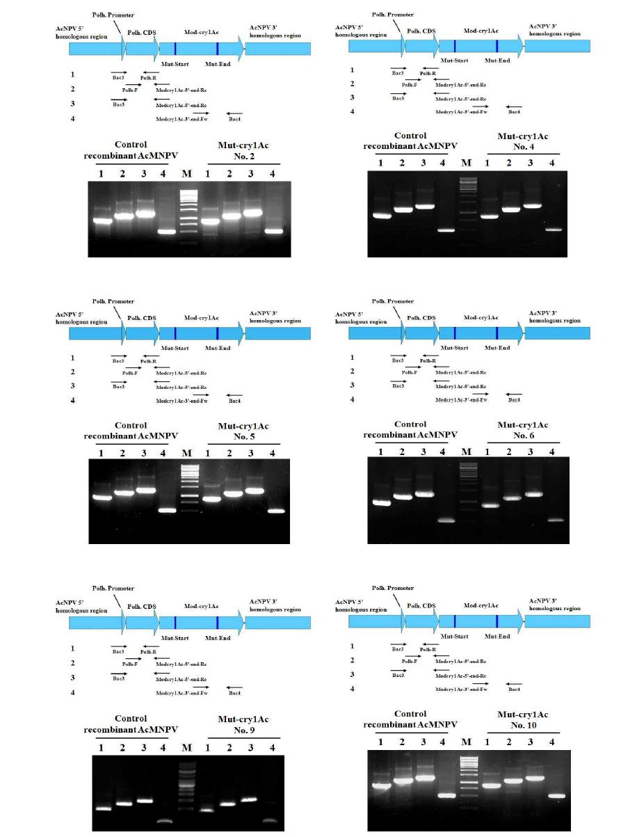 Verification of genome structure of the recombinant AcMNPVs expressing Mut-cry1Ac genes by PCR using specific primer sets