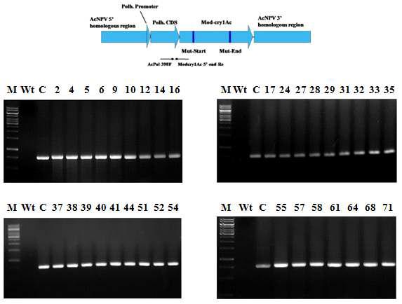 Verification of transcription of polyhedrin-Mut-cry1Ac fusion genes from Sf9 cells infected with recombinant AcMNPVs expressing corresponding Mut-cry1Ac gene, respectively