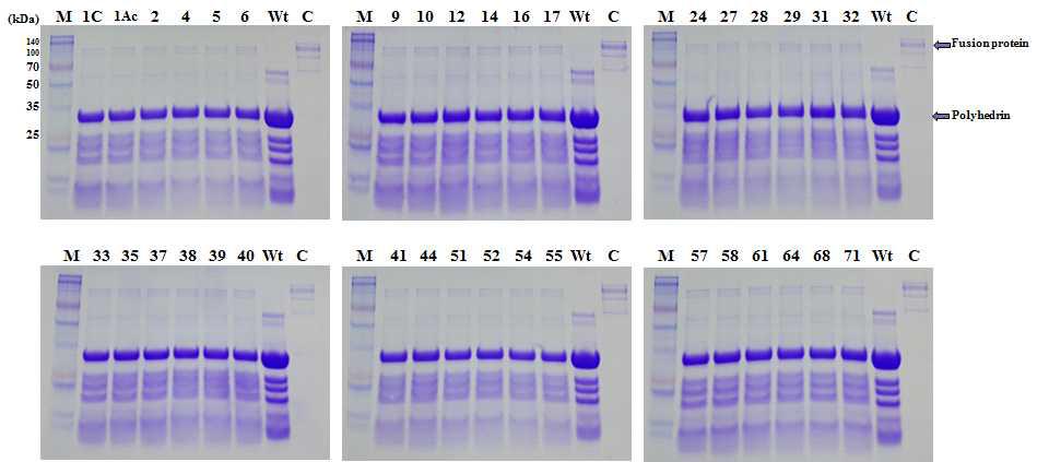 SDS-PAGE analysis of polyhedra produced from Sf9 cells infected with recombinant AcMNPVs expressing corresponding Mut-cry1Ac gene, respectively