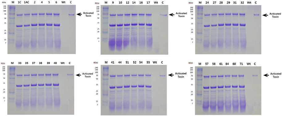 SDS-PAGE analysis of activated toxin produced by the recombinant baculoviruses which containing novel Mod-cry1Ac mutant proteins in fusion with polyhedrin. Lanes: M, protein molecular weight marker; 1C, Ap1C; 1AC, Ap1AC; Wt, wild-type AcNPV; C, Mod-Cry1Ac