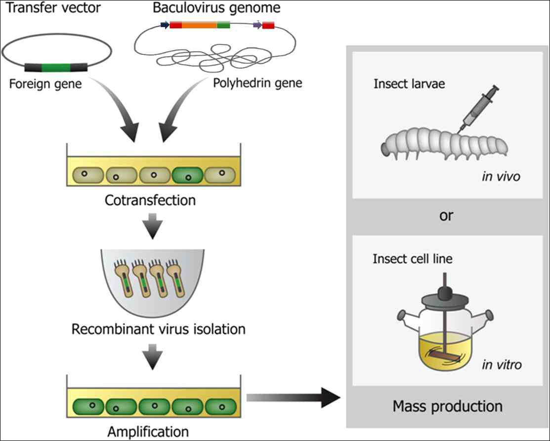 Schematic representation of mass-production of recombinant polyhedra of recombinant AcMNPV expressing Mut-cry1Ac gene using insect cells and larvae