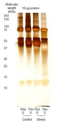 SDS-PAGE analysis of egg white proteins of hens.