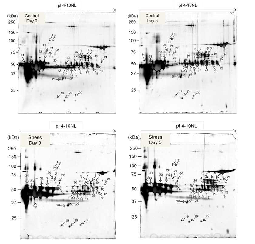 Representative two-dimensional electrophoresis (2DE) of hen’s egg white proteins.