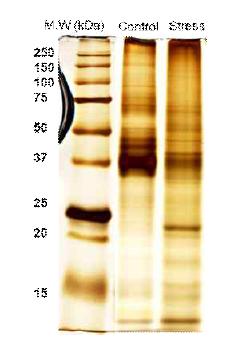 SDS-PAGE analysis of hen magnum proteins treated with control or stress.