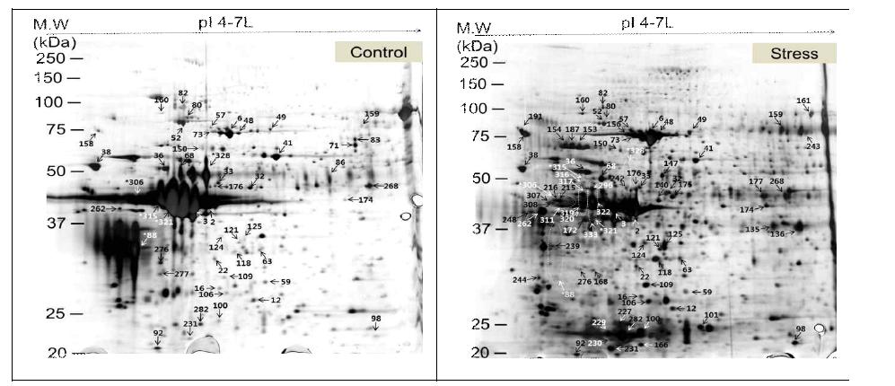 Representative two-dimensional electrophoresis (2DE) of hen’s magnum protein treated with control (Control) or corticosterone (Stress) for 2 weeks.