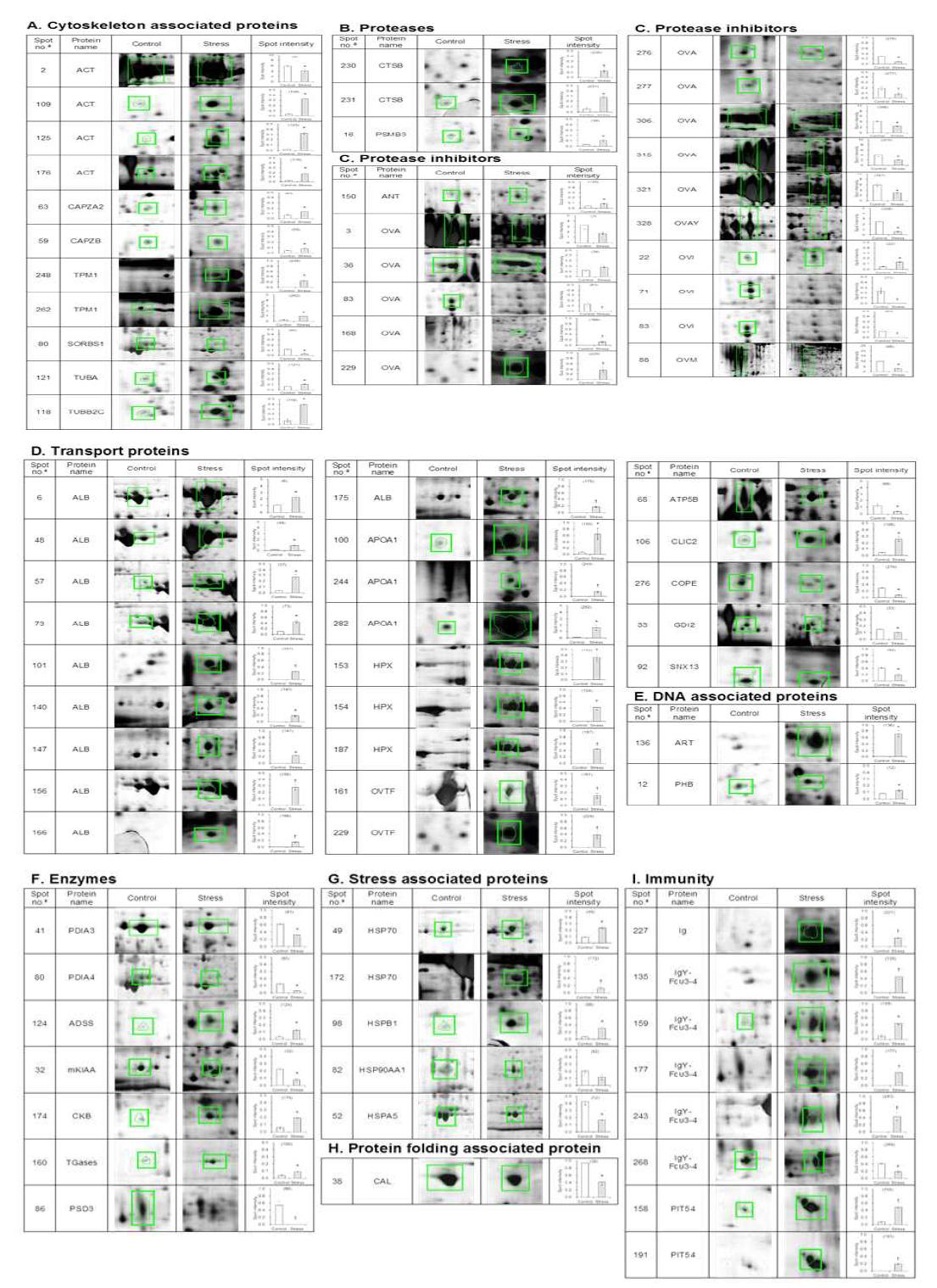 Comparison of protein expression in the magnum of laying hens treated with control (Control) or corticosterone (Stress) for 2 weeks.